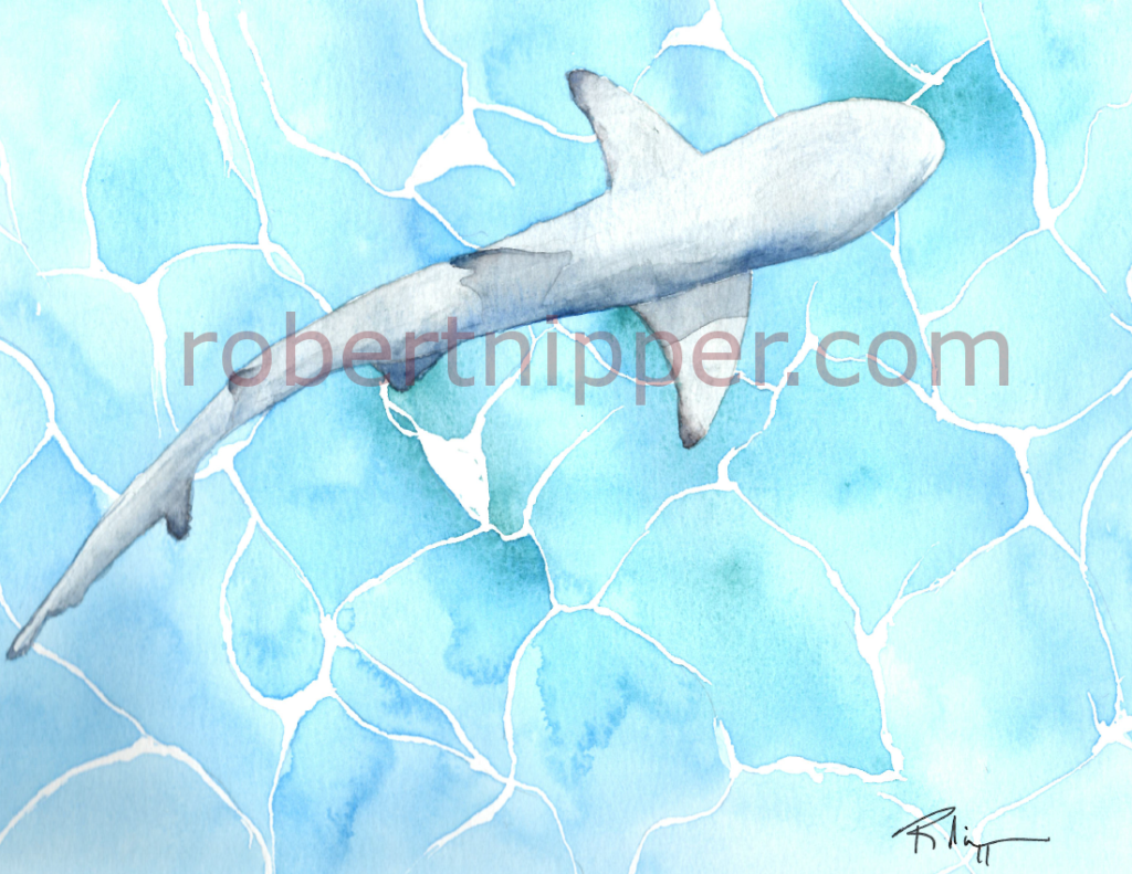 I painted this shark on stratmore paper with Cottman's paint.